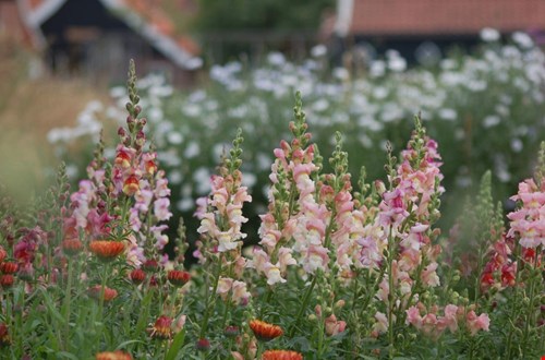Uit de tuin, op de vaas Uit de tuin, op de vaas